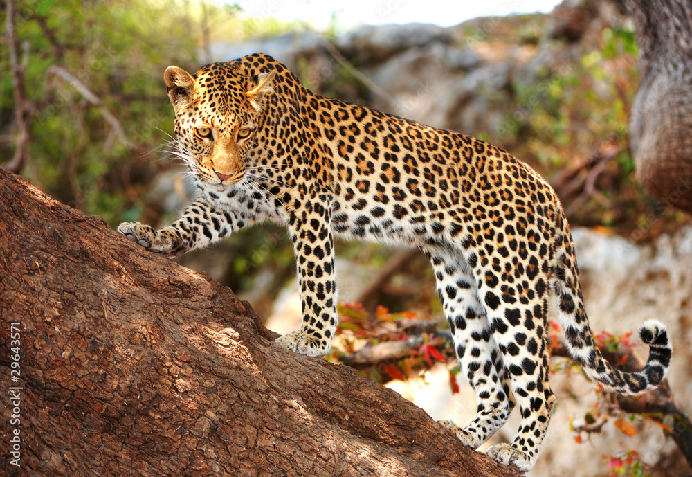 Naklejka premium Leopard standing on the tree