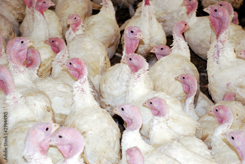 Flock of Turkeys