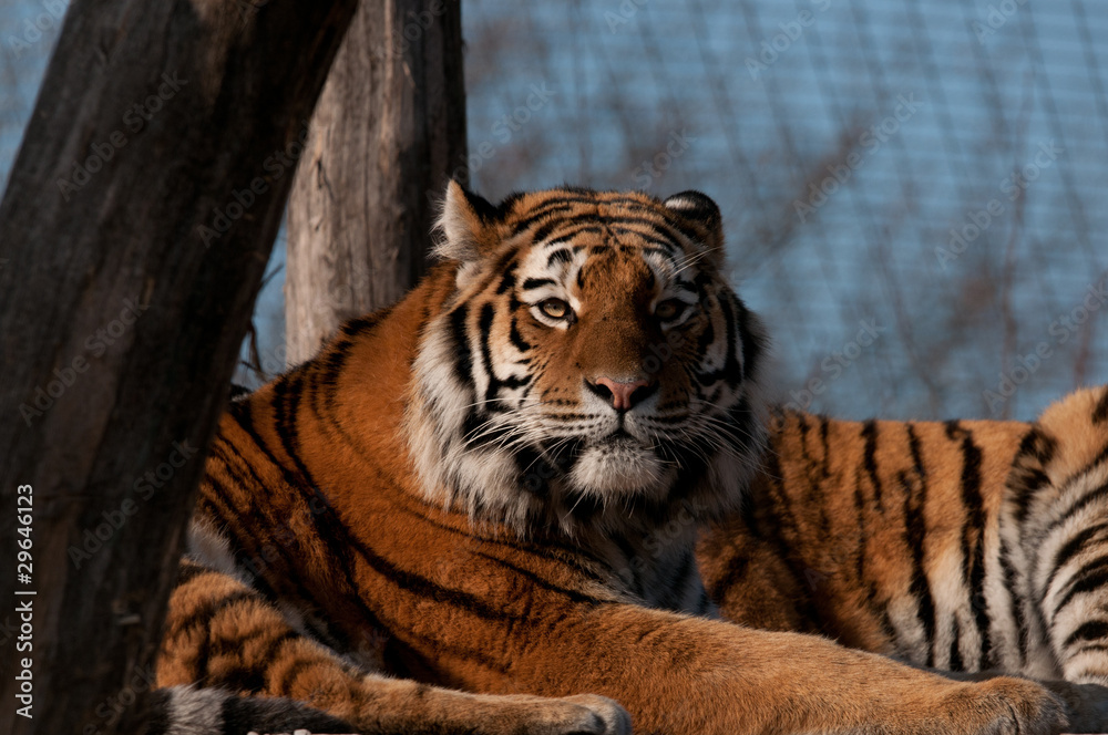 Obraz premium Tiger