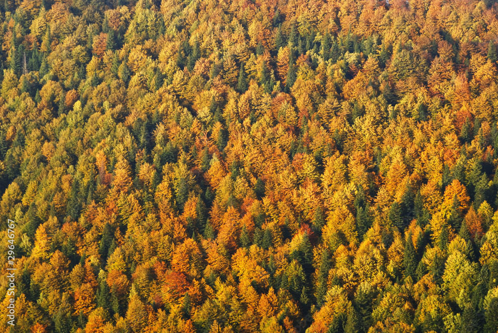 Autumn Autumn