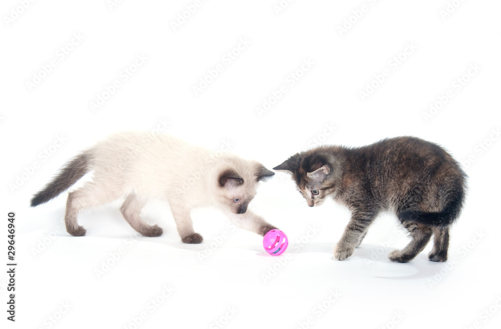 Two kittens playing with pink ball Two kittens playing with pink ball