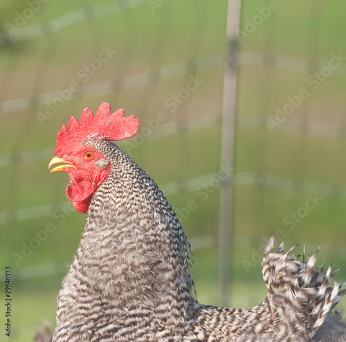 Barred rock rooster with fence in background