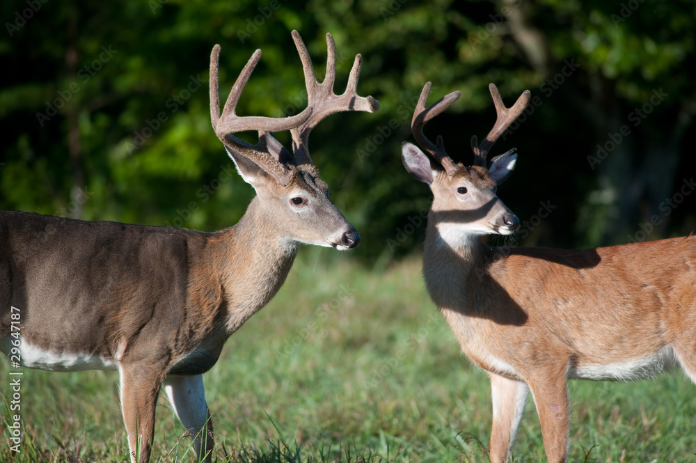 Fototapeta premium Two white-tailed deer bucks