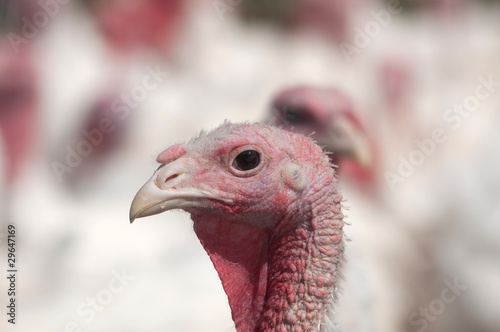 Turkey on a farm