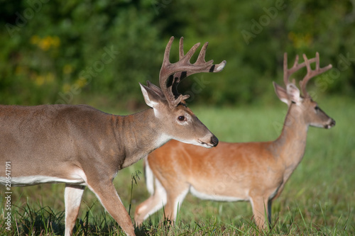 Two white-tailed deer bucks