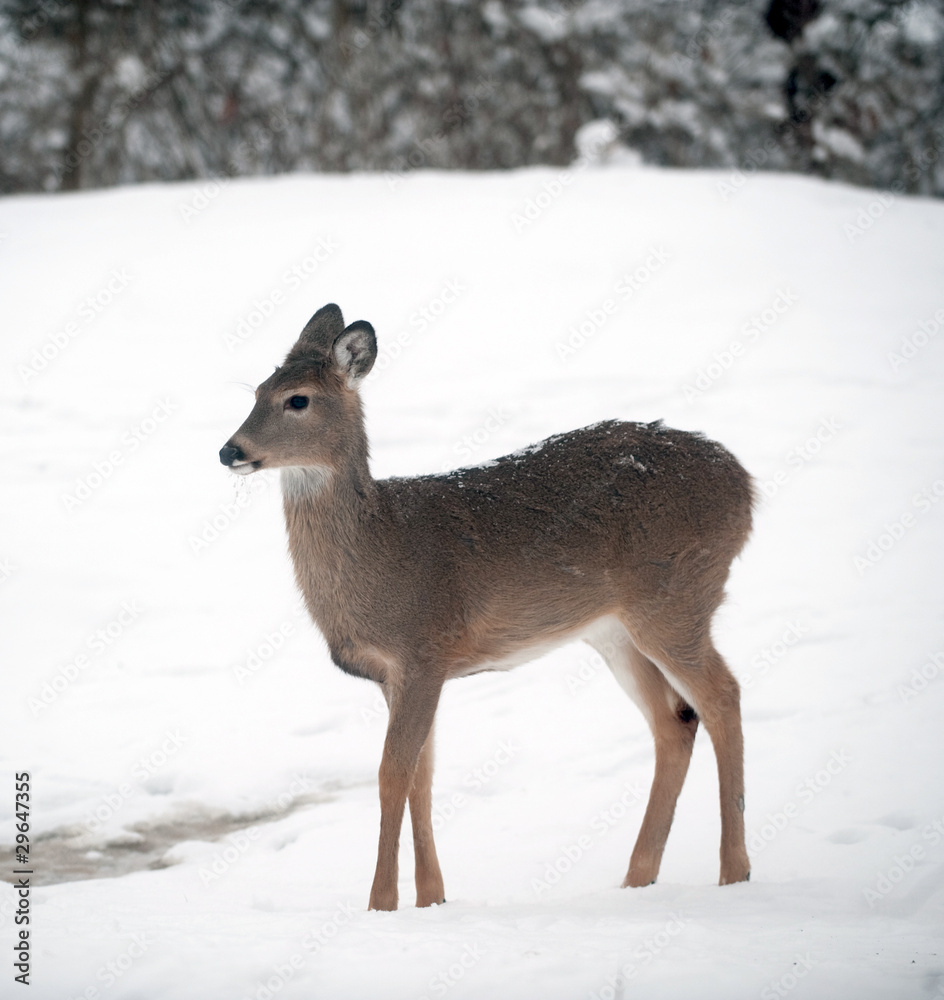 Fototapeta premium Whitetail deer doe in snow