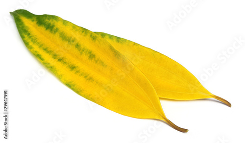 Fotografie Decorative cassia leaves
