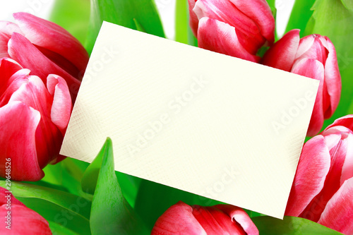 Tulpen