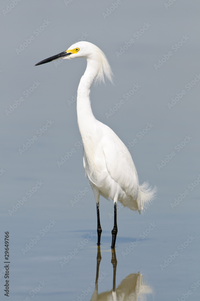 Obraz premium Snowy Egret