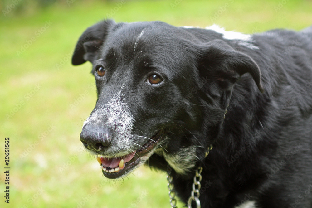 Schwarz-weisser Mischlingshund Schwarz-weisser Mischlingshund
