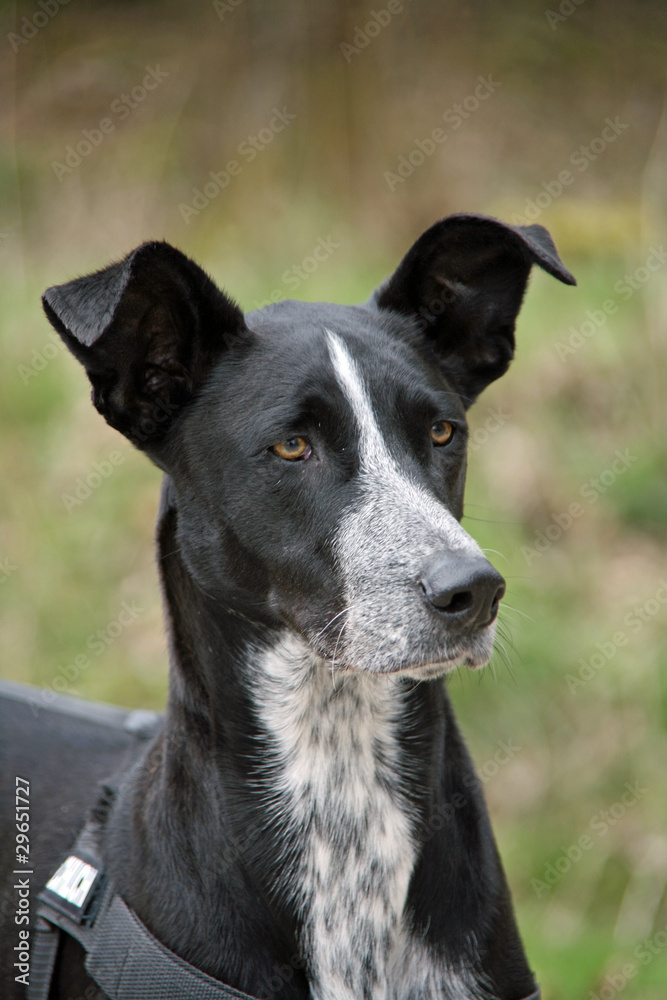 Eleganter Podenco-Mischlingshund