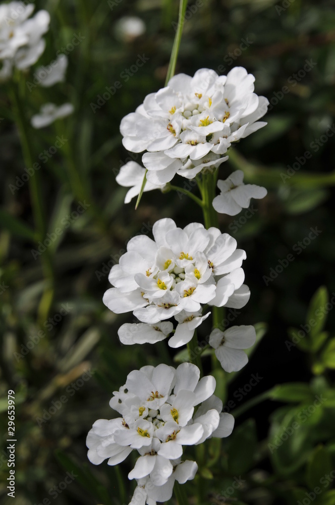 flower 2 flower 2