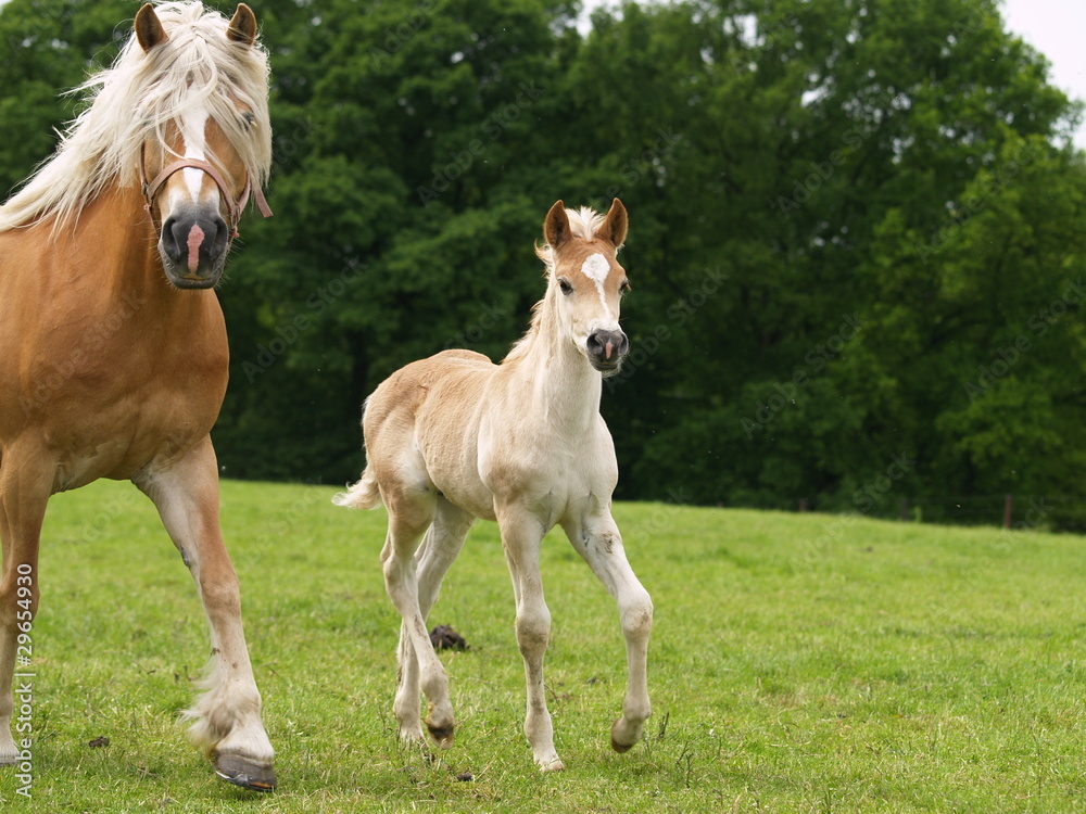 Haflinger Fohlen