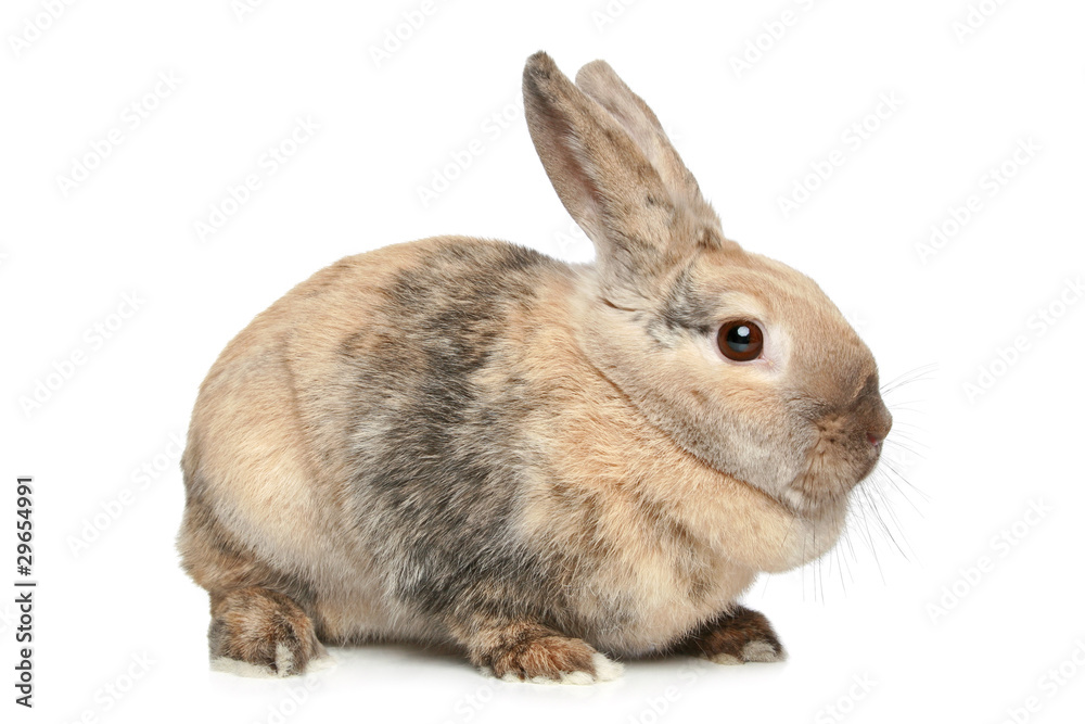 Obraz premium Rabbit on a white background