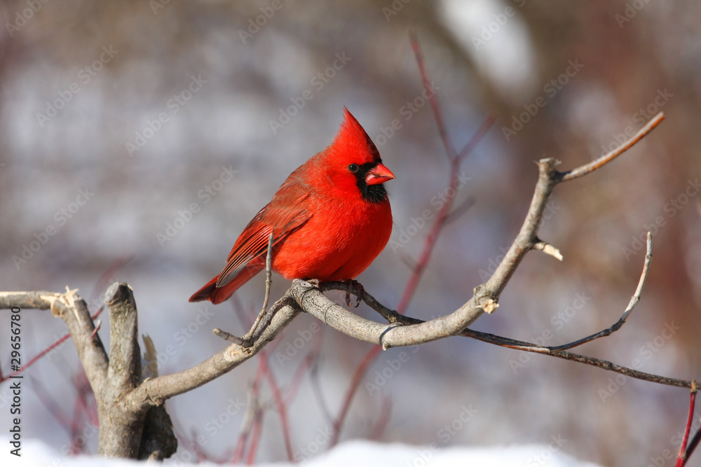 Naklejka Northern Cardinal cardinalis male