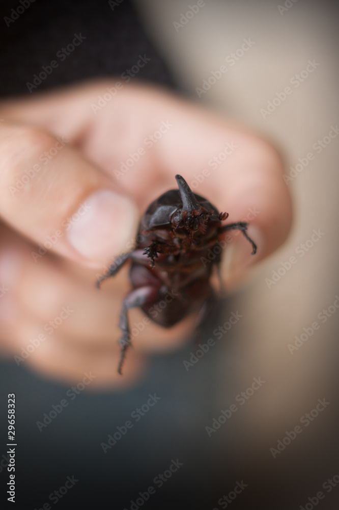 large rhinoceros beetle in hand