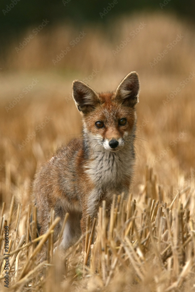 Renard Renard