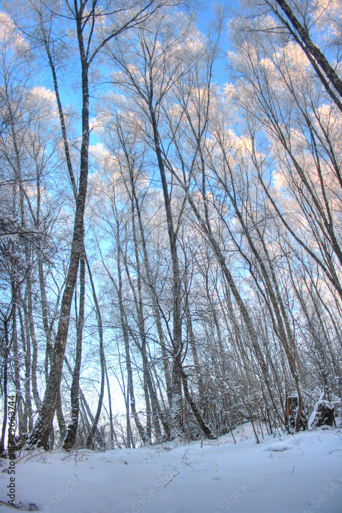 Fototapeta premium winter