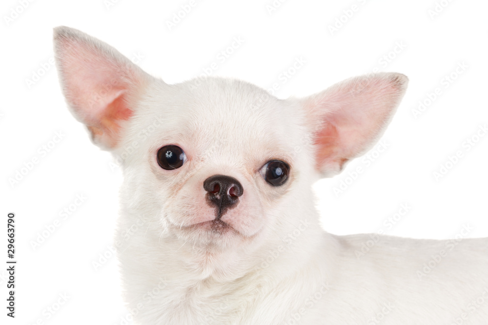 Chihuahua Chihuahua