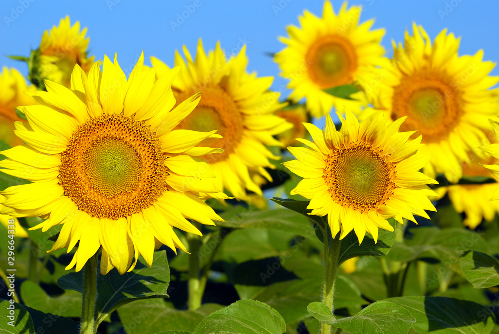 Fototapeta premium bright yellow sunflowers