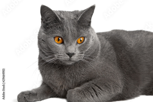 chat chartreux