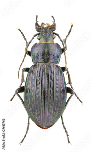 Carabus ullrichii fastuosus photo