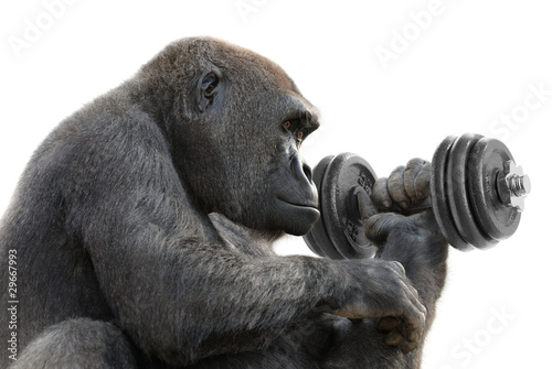 Gorilla macht Krafttraining mit Hantel © Smileus