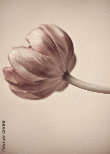 Fototapeta Naklejka Na Ścianę i Meble -  Tulpe