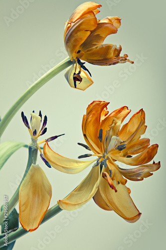 Fototapeta Naklejka Na Ścianę i Meble -  Tulpe