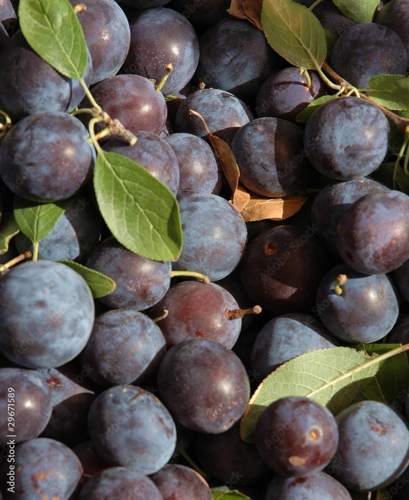 Little blue plums, native to New Mexico - obrazy, fototapety, plakaty 