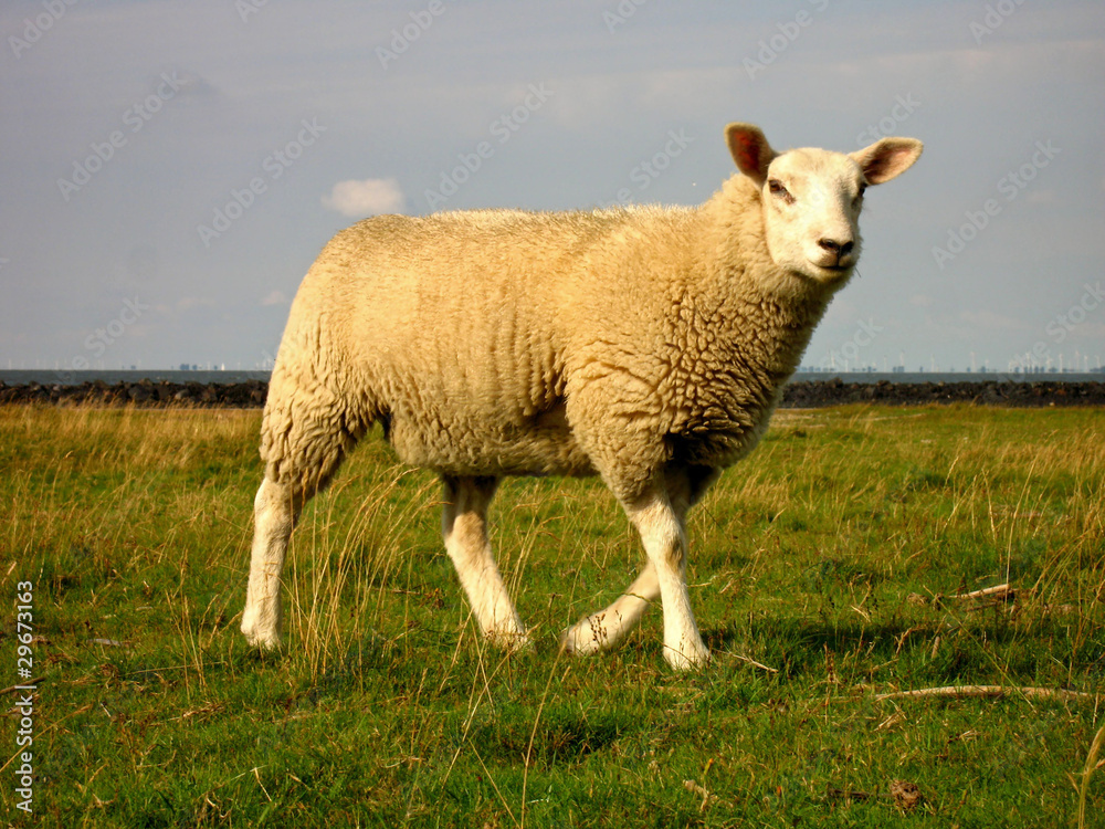 Fototapeta premium Schaf