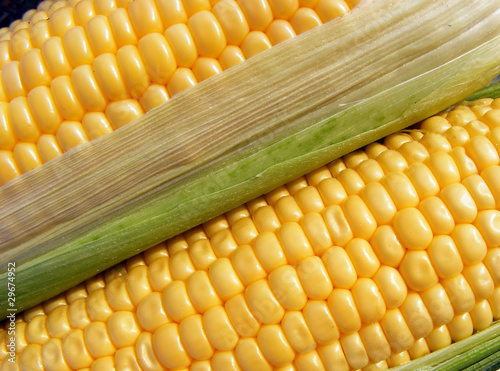 Corn background