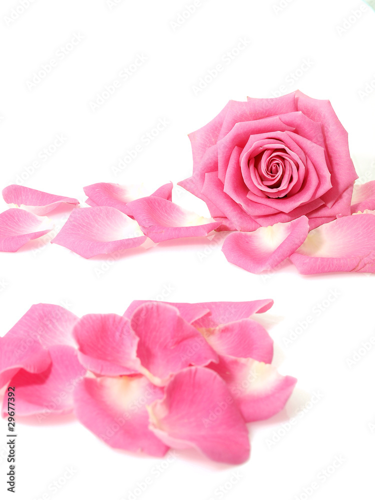 Fototapeta premium Pink rose with petals
