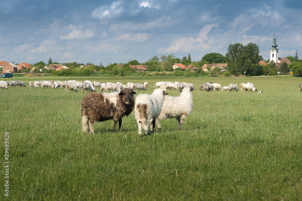 Obraz premium sheep on pasture