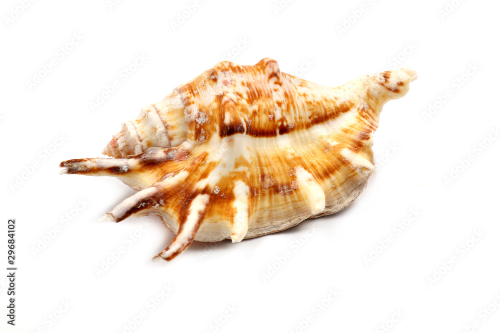 Stripedc Sea Shell