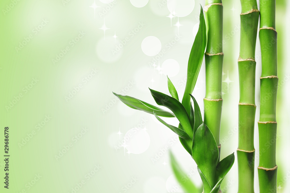 Fototapeta premium Green bamboo background