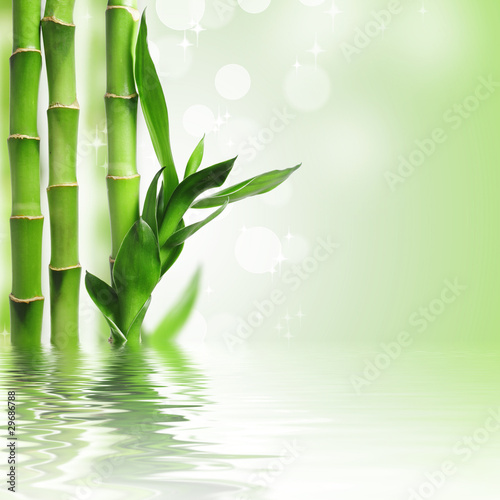 Green bamboo background © JRP Studio