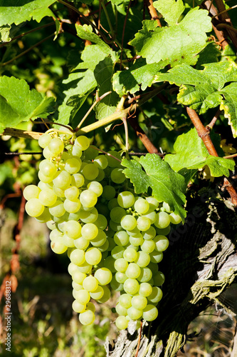 Wallpaper Mural grapevine in vineyard, Alsace, France Torontodigital.ca