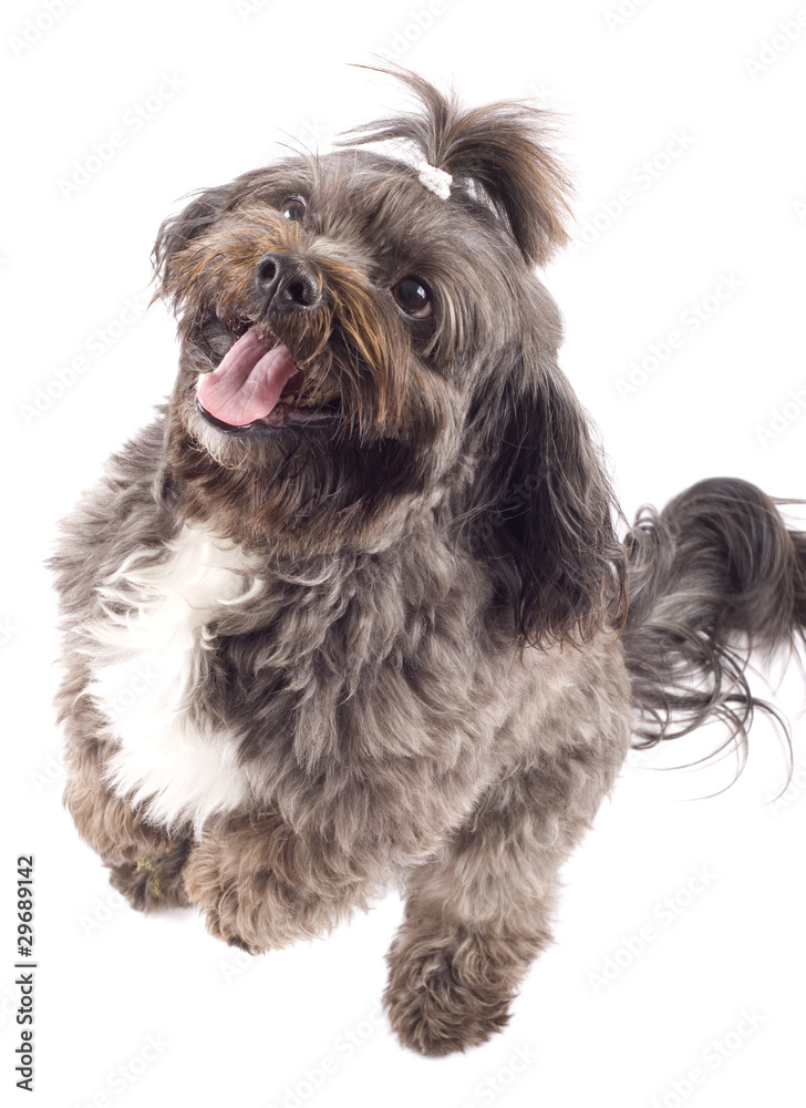 Havanese dog standing on his hind legs
