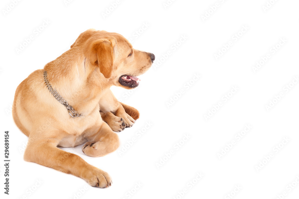 Labrador retriever, 11 months old Labrador retriever, 11 months old