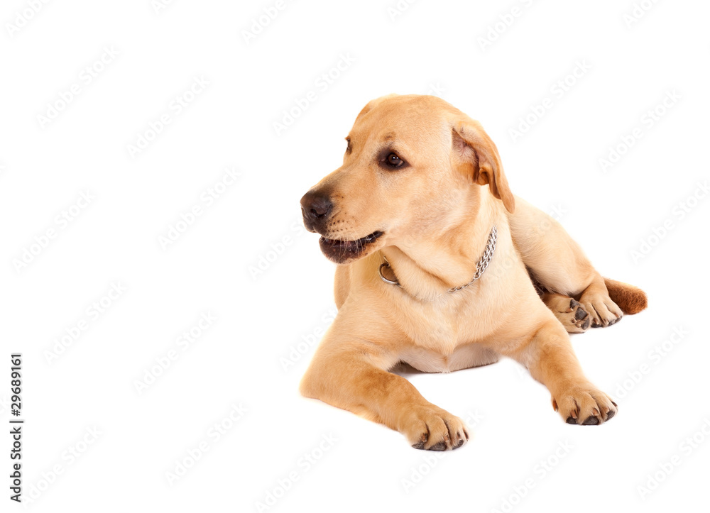 retriever looking to a side retriever looking to a side