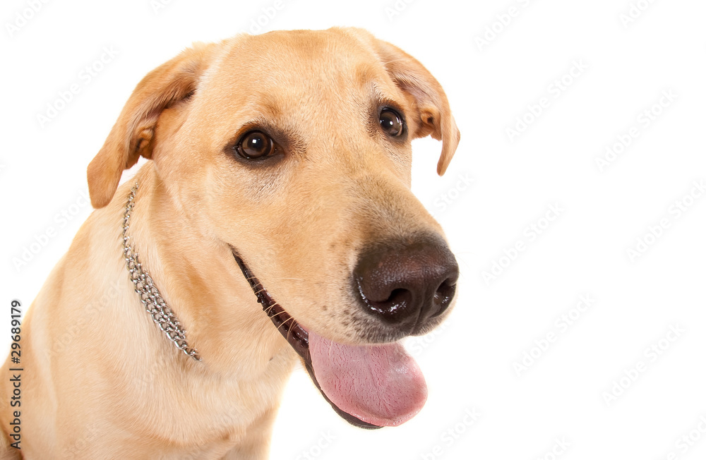 Head shot of yellow labrador Head shot of yellow labrador
