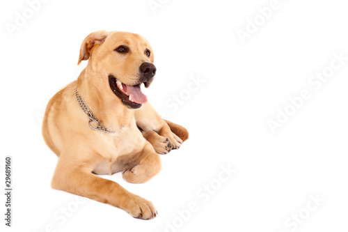seated Puppy Labrador retriever