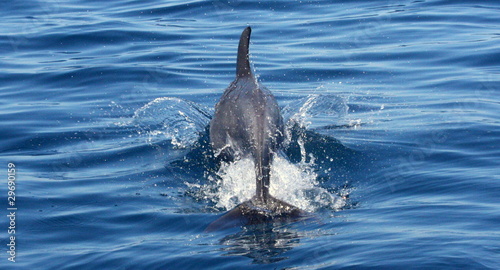 salto del delfino photo