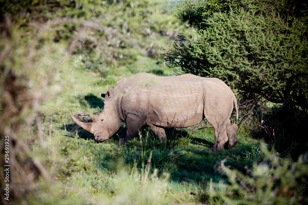 Fototapeta premium Rhino