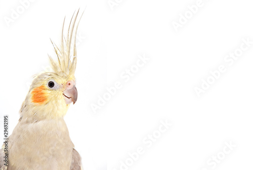 Cockatiel