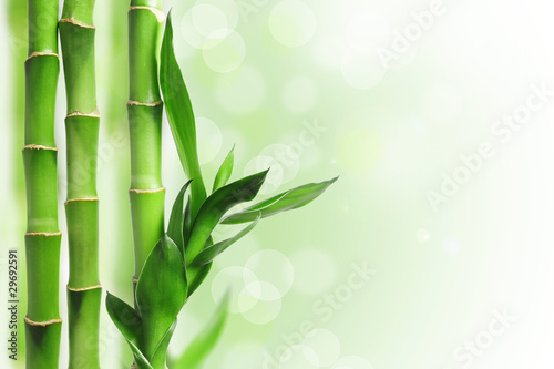 Fototapeta Naklejka Na Ścianę i Meble -  Green bamboo background