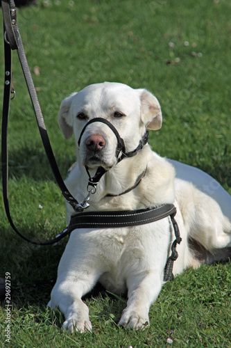 Obraz na płótnie Labrador Retriever mit Geschirr w salonie