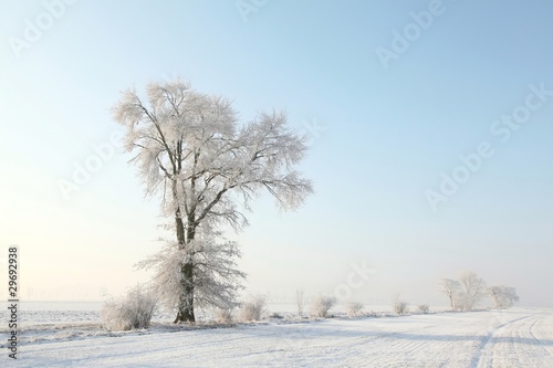 Frosty winter tree in the field in a cloudless morning