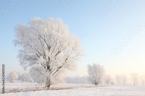 Frosty winter tree against the blue sky at sunrise